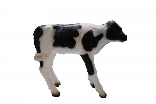 Baby Cow 